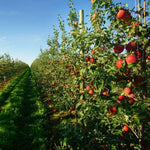 Apple Red Delicious - The Indian Organics