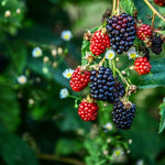Bold Blackberry - The Indian Organics