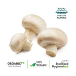 Button Mushrooms - The Indian Organics