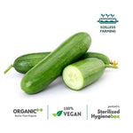 European Cucumber - The Indian Organics