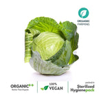 Green Cabbage - The Indian Organics