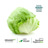 Iceberg Lettuce Grande - The Indian Organics