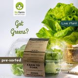 Lollo Green Lettuce - The Indian Organics