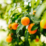 Mandarin Seedless - The Indian Organics