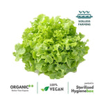 Oak Leaf Green Lettuce - The Indian Organics