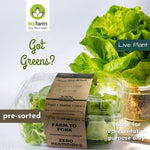 Oak Leaf Green Lettuce - The Indian Organics