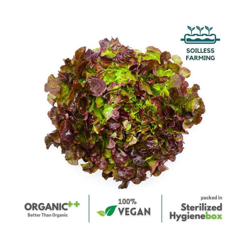 Oak Leaf Red Lettuce - The Indian Organics