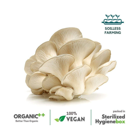 Pearl Oyster Mushrooms - The Indian Organics