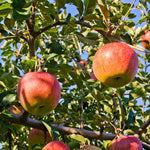 Piedmont Apple - The Indian Organics