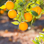 Valencia Oranges - The Indian Organics